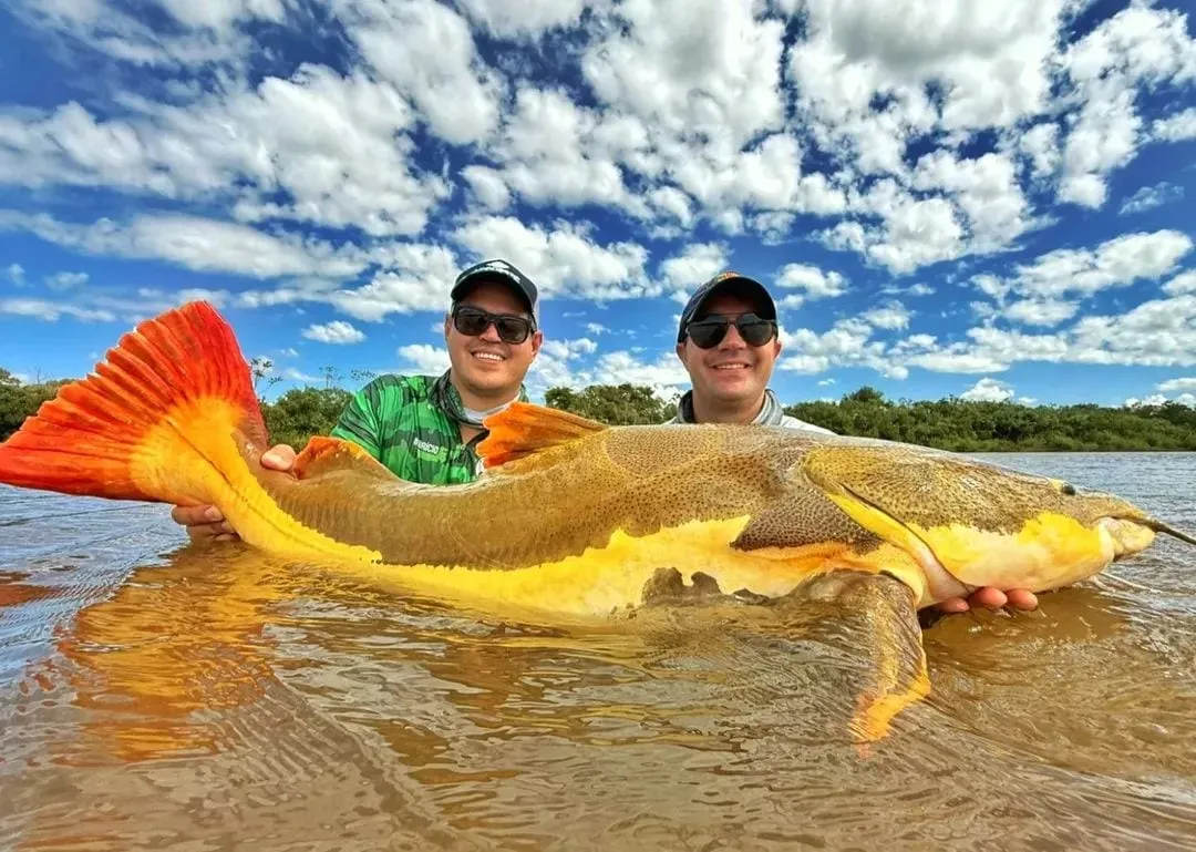 Dois pescadores dentro do rio seguram uma pirarara de cauda vermelha
